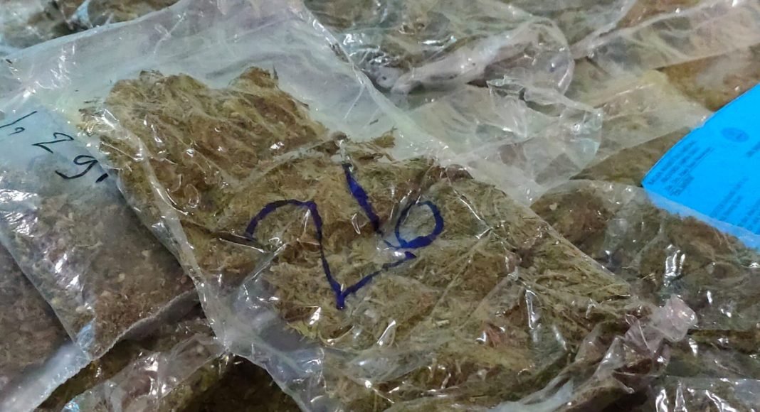 BNN Papua Barat Ganja BNN Papua Barat Ganja