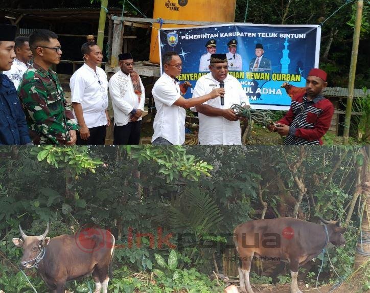 kurban bintuni