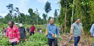 Dominggus Tinjau Kebun Kopi-Nilam di Oransbari Mansel, Dorong Jadi Unggulan
