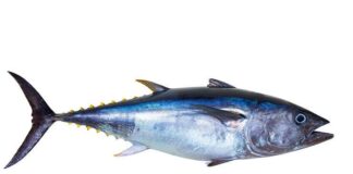 Peserta Pesparawi Nasional Mual-Muntah gegara Tak Biasa Makan Ikan Tongkol