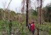 Satgas TMMD Mansel Dampingi Petani Jagung Kampung Yamboi, Dorong Ketahanan Pangan