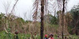 Satgas TMMD Mansel Dampingi Petani Jagung Kampung Yamboi, Dorong Ketahanan Pangan