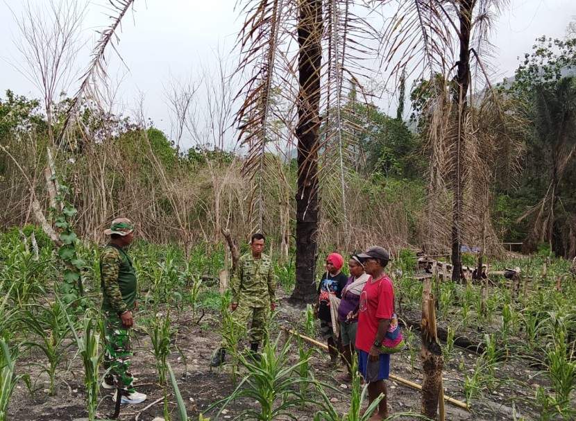 petani jagung